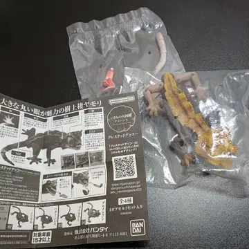 크레스티드 게코 바이컬러
