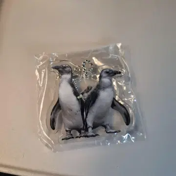 펭귄 아크릴 키링 카케가와 화조원 시크릿