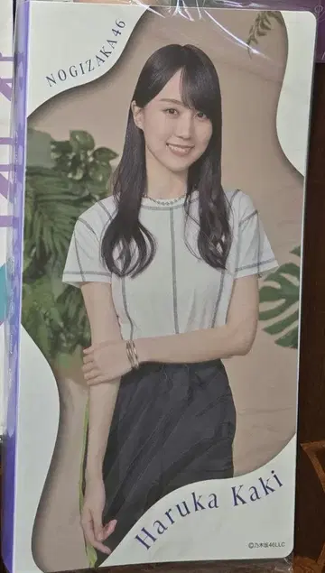 카키 하루카 사진 앨범 2024