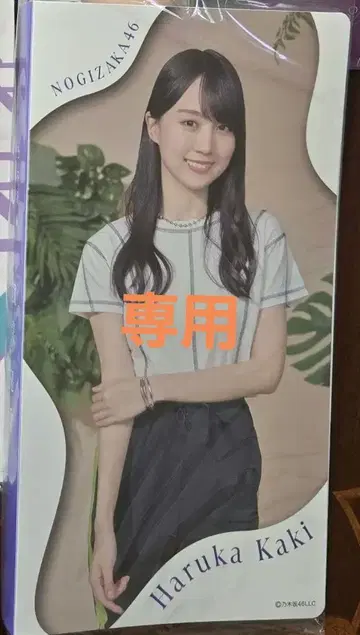 카키 하루카 사진 앨범 2024