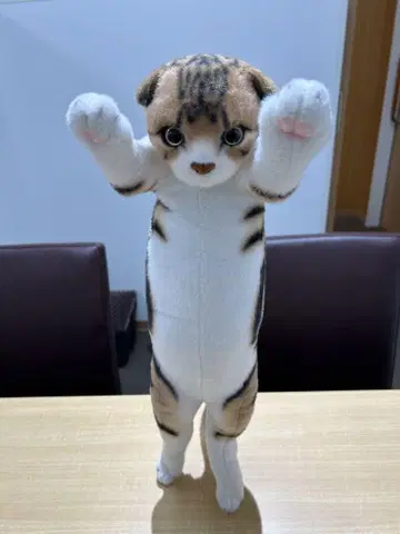 스코티시, 터치 냥코 57cm