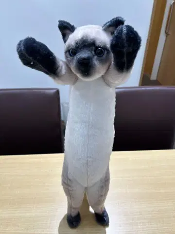 샴, 터치 냥코 57 com