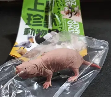 우에노 동물원 벌거숭이두더지쥐 카이요도 미개봉 새상품