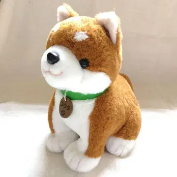 시바견 코우타 파트너즈