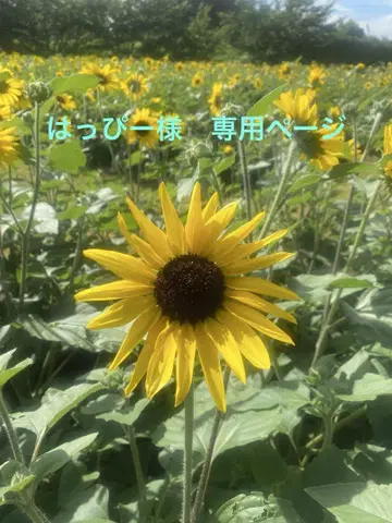 핫삐님 원피스