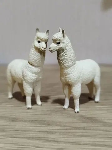 아니아 알파카 캡슐 아니아