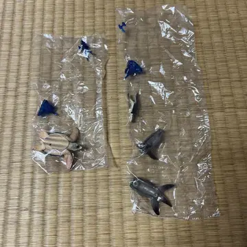 카이요도 캡슐Q 뮤지엄 공룡발굴기 프레시오사우루스의 바다 프리오사우루스