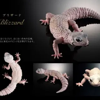 번개장터 레오파드 게코 블리자드 상품 이미지