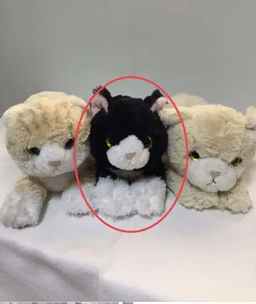 무릎 고양이