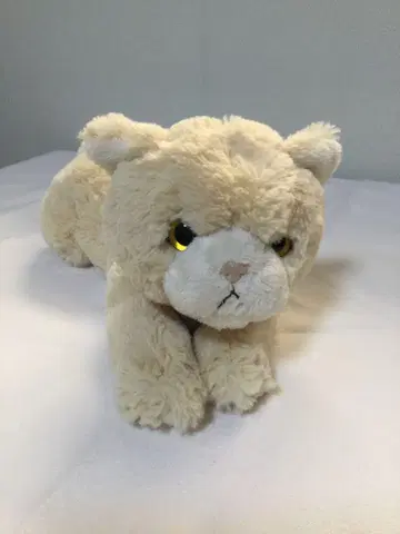 썬레몬 무릎 고양이