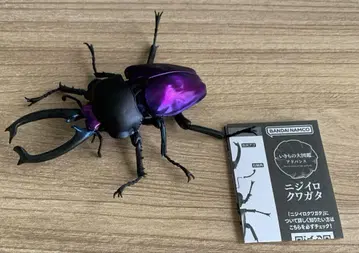 무지개 사슴벌레 보라 네이비
