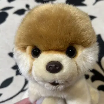 GUND Boo 세계에서 가장 귀여운 포메라니안 봉제 인형