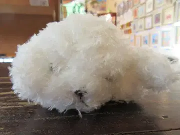 몬스유 토이 푸들 작은 강아지 봉제 인형 파프스 토이푸 화이트 강아지
