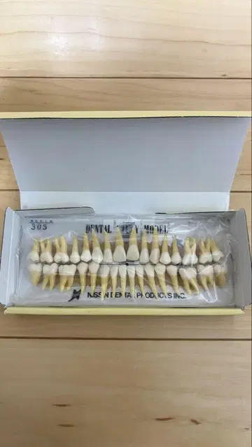 Dental Study Model 치아 모형 크림색