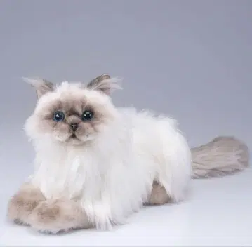 쓰다듬쓰다듬 고양이 EX 히말라야