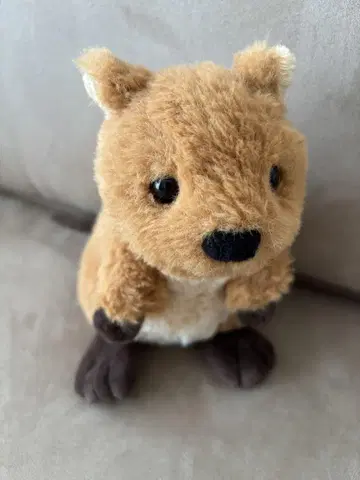쿼카 봉제 인형 동물원