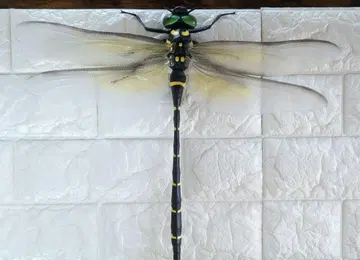 곤충 피규어 잠자리 왕잠자리