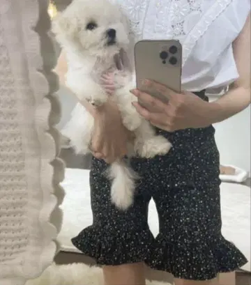 Bibiy. Ruby 프릴 쇼츠