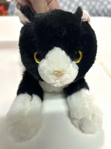 선레몬 무릎고양이 하치와레