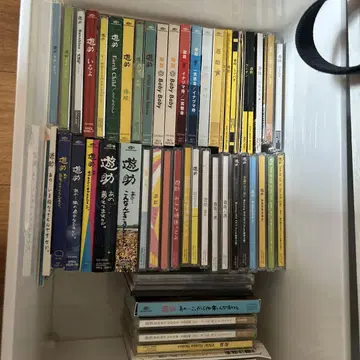 유스케 CD 장미