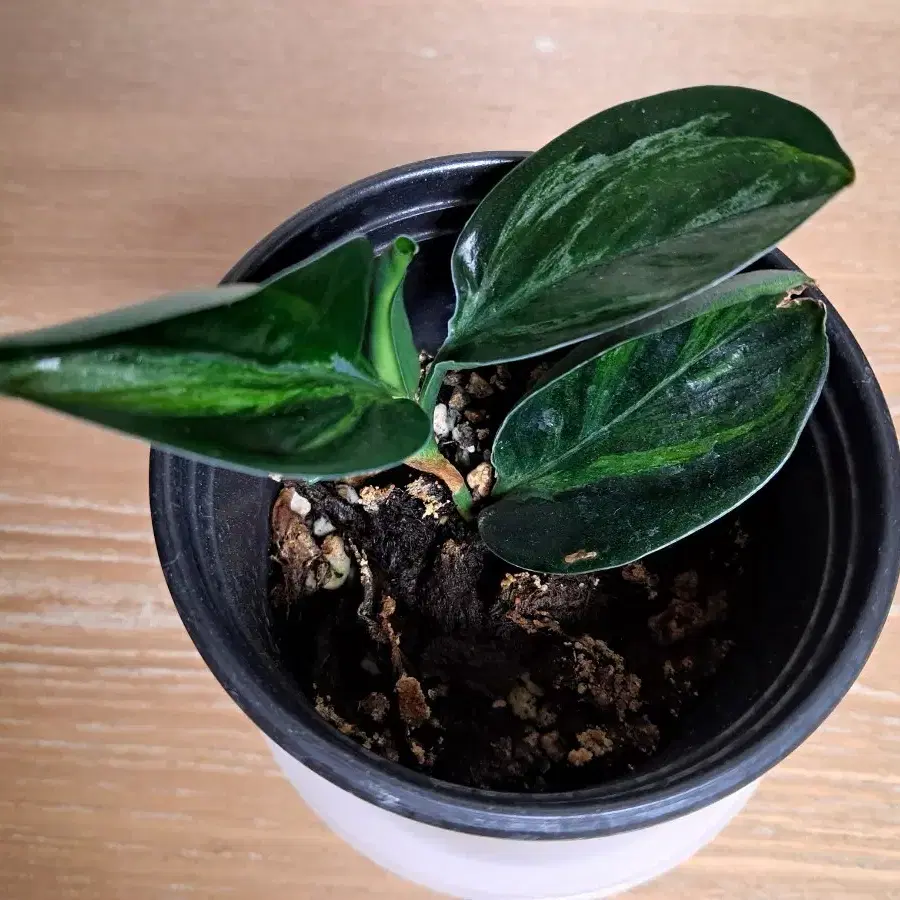 ysop saatgut Saatgut Ysop Bio - Hyssopus officinalis