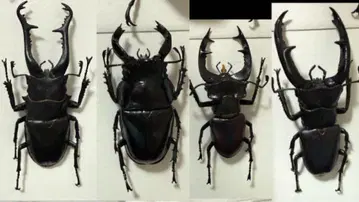 묶음 판매 데아고스티니 세계의 곤충 인기 사슴벌레 이득 세트