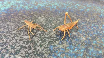 Y56 스즈무시 대나무 공예 원 페어? 수컷과 암컷? 첨배 산야초의 첨에