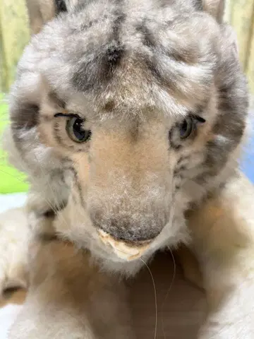 리베 화이트 타이거 봉제 인형 73cm