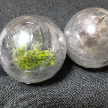 개구리 카프리움 컬렉션 이시카와 개구리 왕개구리