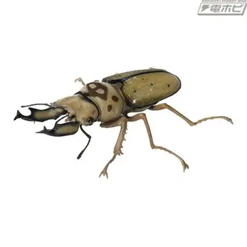 생물대도감 사슴벌레 09 바바 황금사슴벌레 가챠
