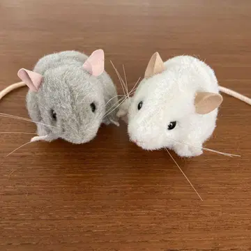 괴센 쥐