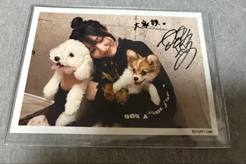 요시카와 아이 사진 사인 포함