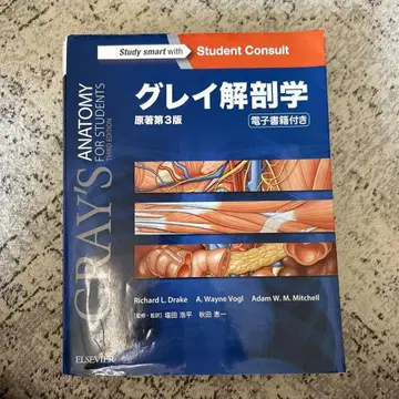 그레이 해부학