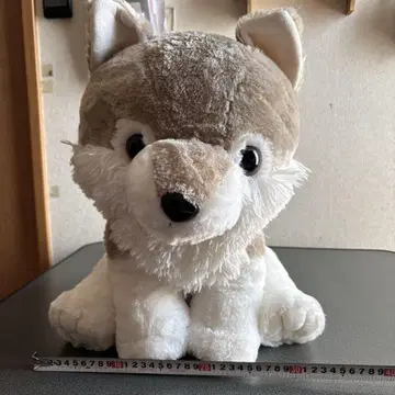 복슬복슬 늑대가 왔어요