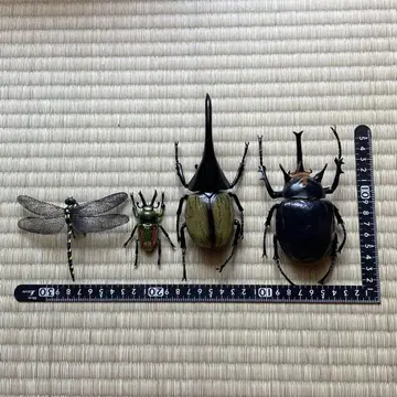 곤충 모음 장수풍뎅이 사슴벌레 잠자리