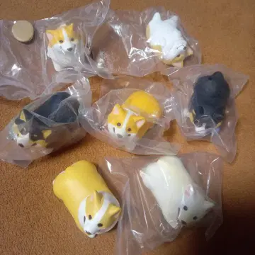 코기 산책 7종류 몬토미
