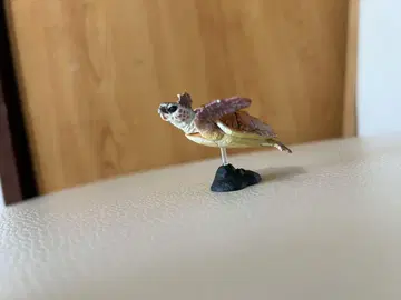 캡슐Q 시코쿠편 붉은바다거북 카이요도