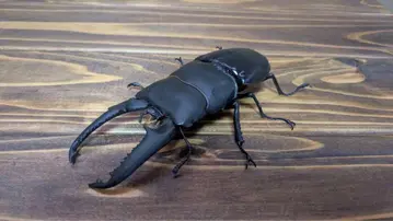 생물대도감 파라완 왕사슴벌레