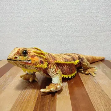 와일드 그래피 센트럴 어고니 도마뱀 봉제 인형 파충류