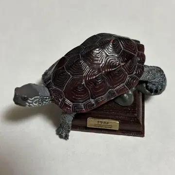 네이처 테크니컬러 일본 거북이 남생이 브라운