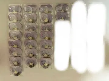 니지산지 호시미치 쇼 Melty Valentine 하트 캔뱃지