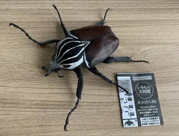골리앗꽃무지