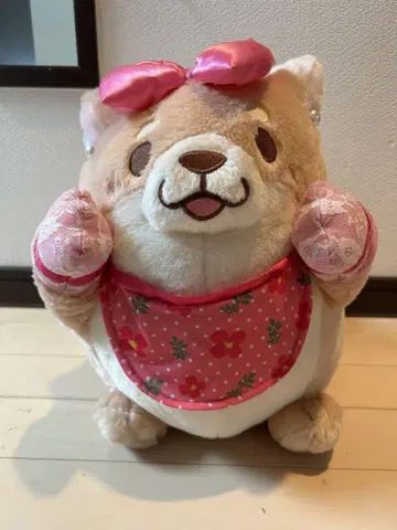 시바견 모찌시바 사쿠라