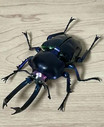 무지개 사슴벌레 (다크 블루) 생물대도감 어드밴스 곤충 생물 가챠