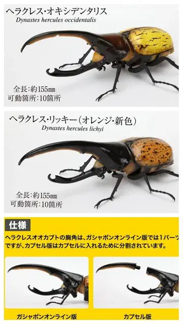 2종 세트 헤라클레스옥시덴탈리스 헤라클레스리키 생물대도감