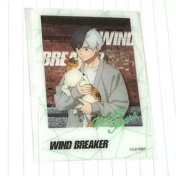 WIND BREAKER 마네키네코 클리어 카드 벚꽃 [ 익명 배송 ]