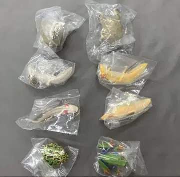 우파루파와 벨츠노개구리와 아카메아마가에루와 말로메타피오카개구리