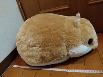 코로하무 콜론 늘어뜨리기