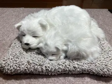 방석에서 자는, 하얀 강아지 모자상의 오브제