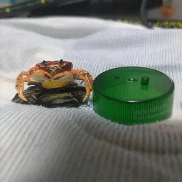타코개구리